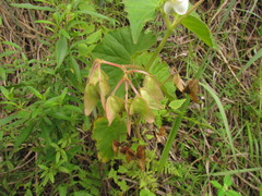Begonia per-dusenii