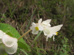 Begonia per-dusenii