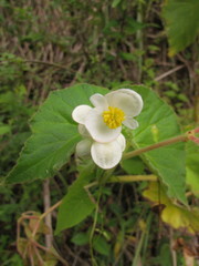 Begonia per-dusenii