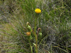 Senecio asperulus