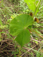 Begonia per-dusenii