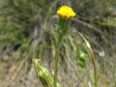 Senecio asperulus