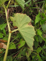 Begonia per-dusenii