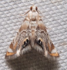 Eoparargyractis irroratalis