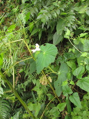 Begonia per-dusenii