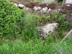 Blumenbachia catharinensis