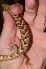 Gerrhonotus liocephalus