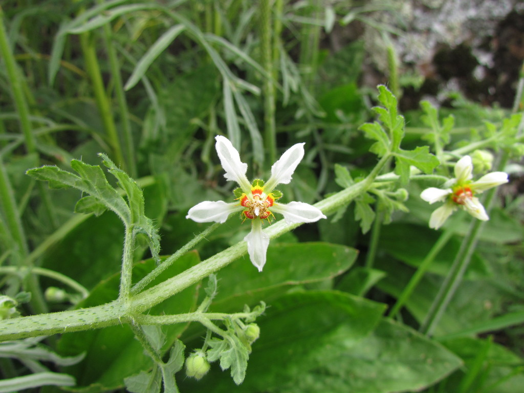 Blumenbachia catharinensis
