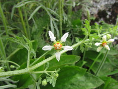 Blumenbachia catharinensis