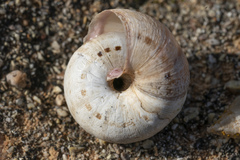 Xerocrassa cretica