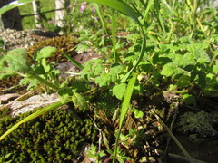 Blumenbachia catharinensis