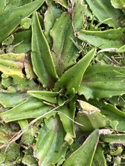 Plantago triandra