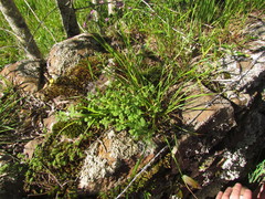 Blumenbachia catharinensis