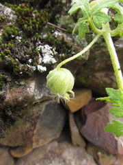 Blumenbachia catharinensis