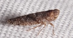 Catonia