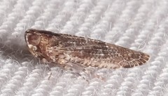Catonia