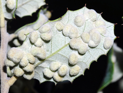Dryomyia lichtensteinii