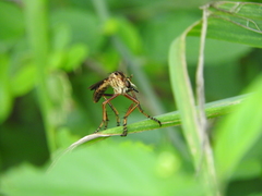 Diogmites angustipennis