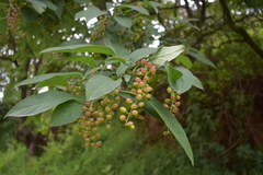 Citharexylum berlandieri