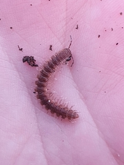 Polydesmus complanatus