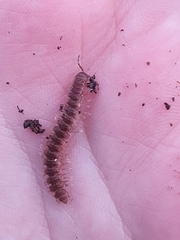 Polydesmus complanatus