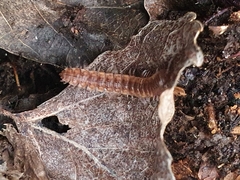 Polydesmus complanatus