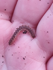 Polydesmus complanatus