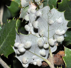 Dryomyia lichtensteinii