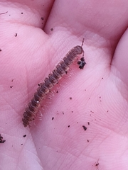 Polydesmus complanatus