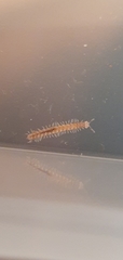 Polydesmus complanatus