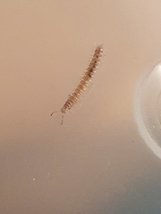 Polydesmus complanatus