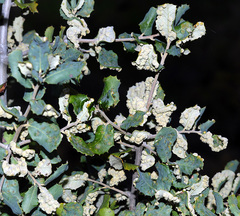 Dryomyia lichtensteinii