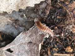 Polydesmus complanatus