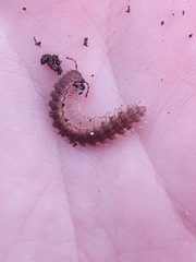 Polydesmus complanatus