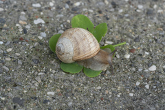Helix nucula