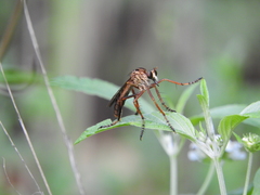 Diogmites angustipennis