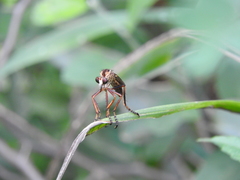 Diogmites angustipennis