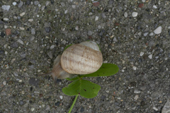 Helix nucula