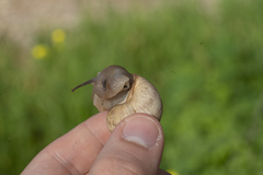 Helix nucula