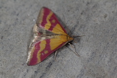 Pyrausta sanguinalis