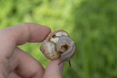 Helix nucula
