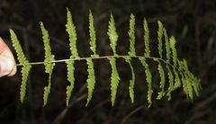 Osmunda claytoniana