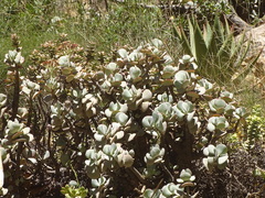 Crassula arborescens