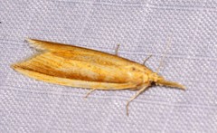 Donacaula albicostellus