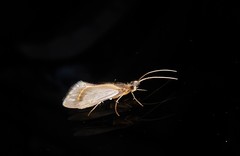 Olinga