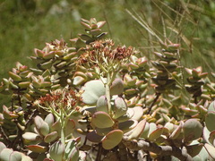 Crassula arborescens