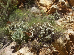 Crassula arborescens