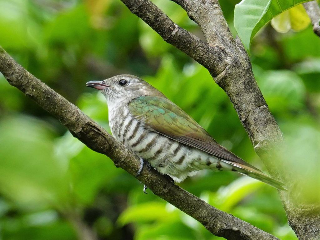 Shining Bronze Cuckoo
