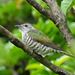 New Zealand Shining Bronze Cuckoo - Photo (c) Jacqui Geux, some rights reserved (CC BY), uploaded by Jacqui Geux