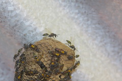 Polybia occidentalis bohemani